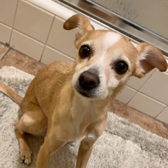 Meet your Posher, Jasmine - Picture 1 of 1